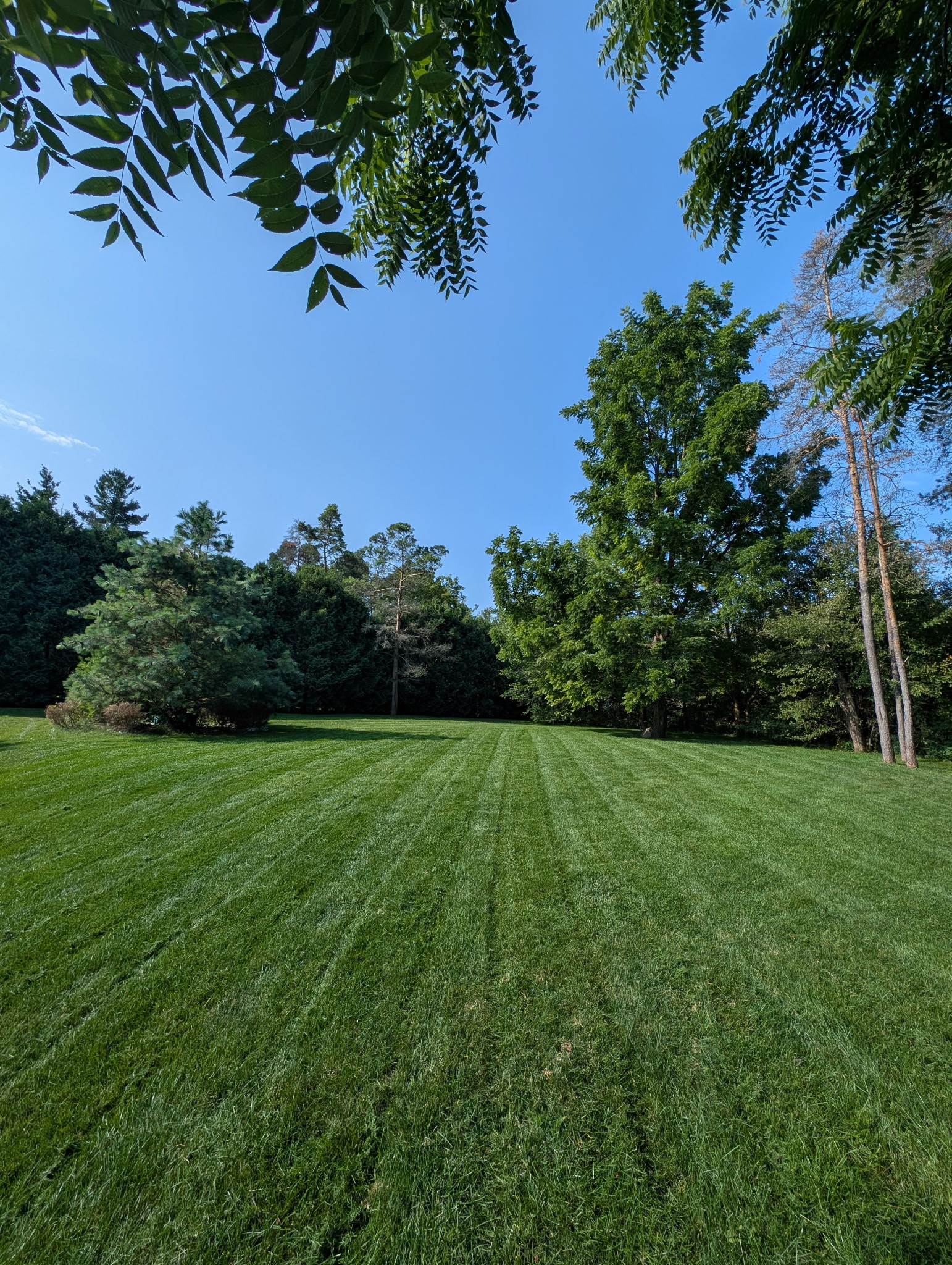 Freshly mowed lawn with crisp, precise mower lines
