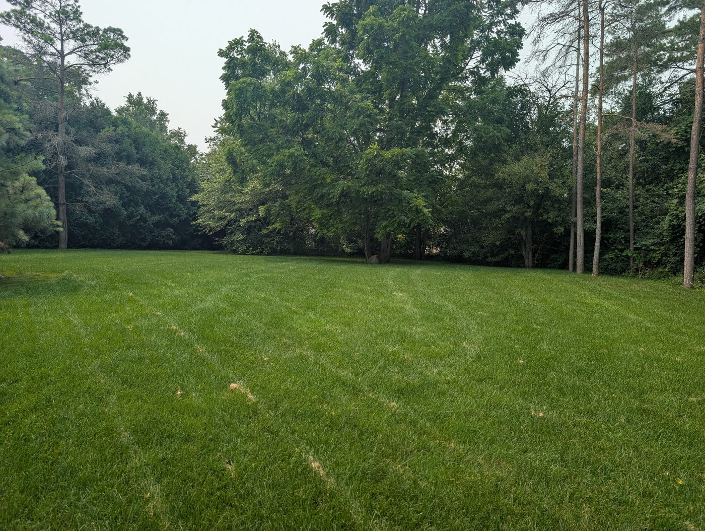 Wide open lawn freshly mowed edge to edge