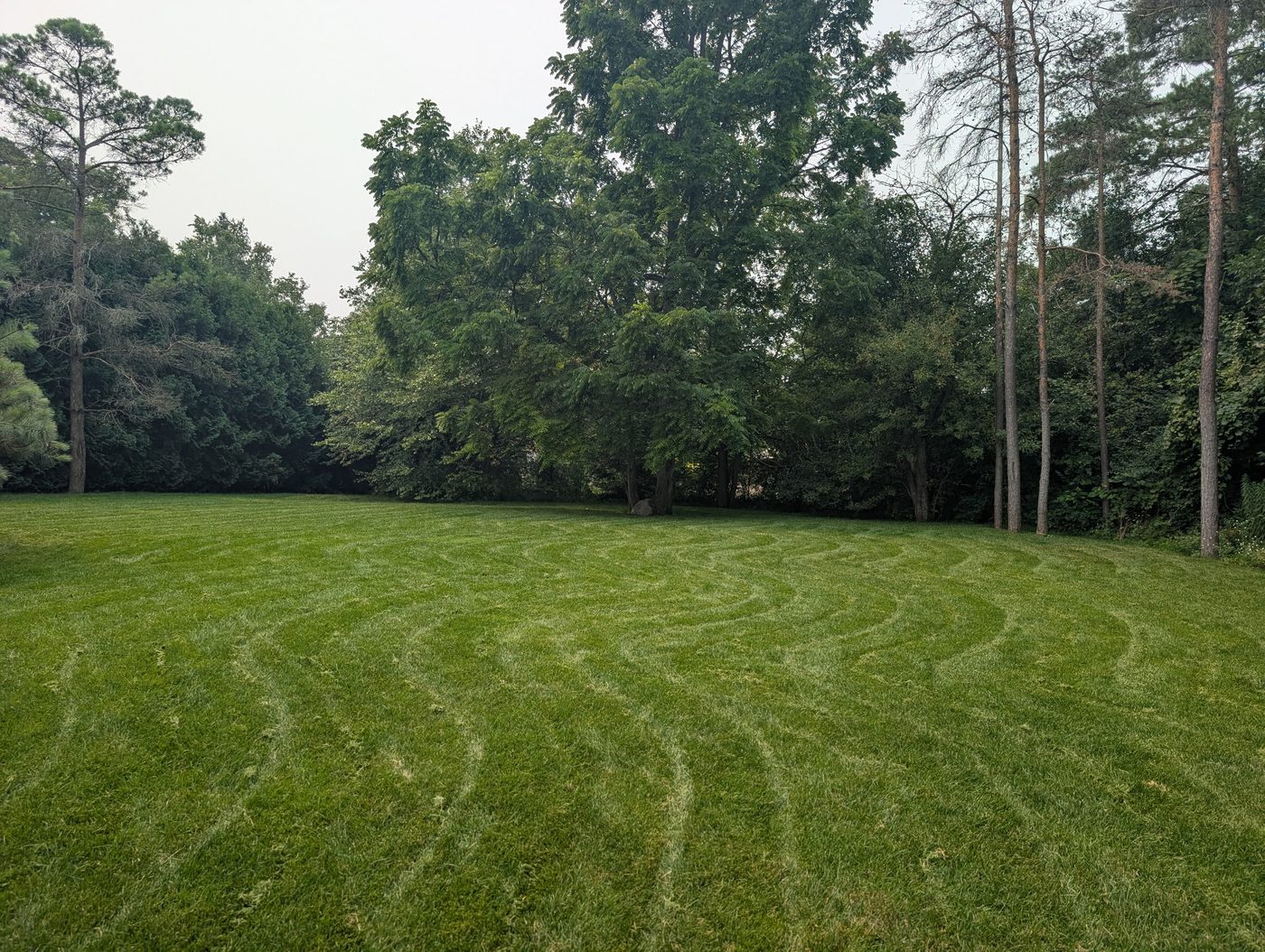 Large lawn with sweeping mower striping bordered by mature trees