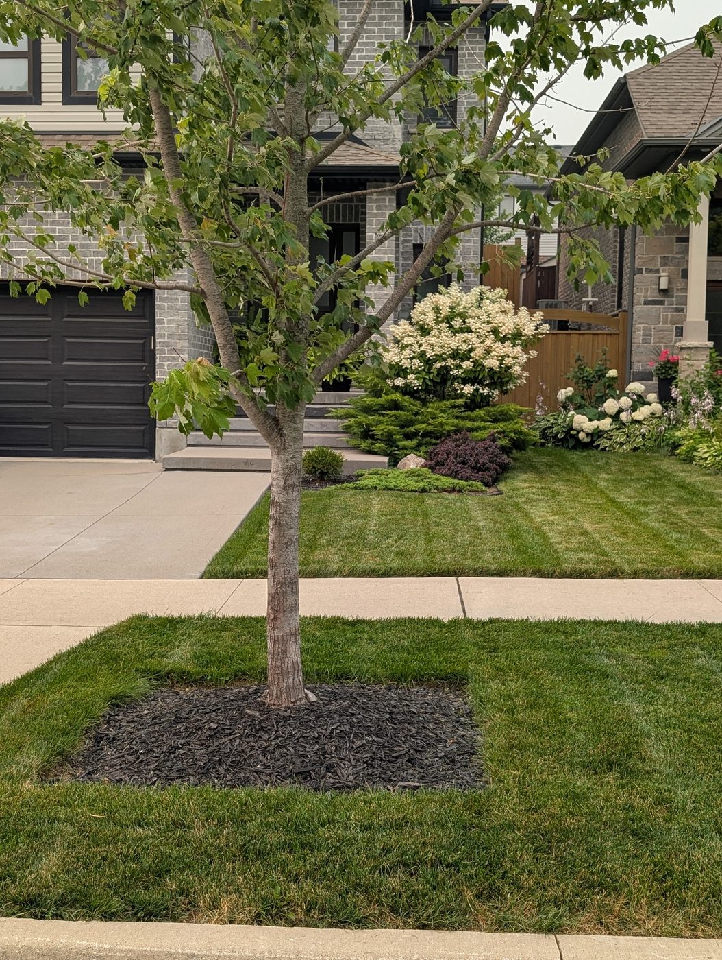 Boulevard tree with a fresh mulch ring, sharp lawn edging and manicured garden beds